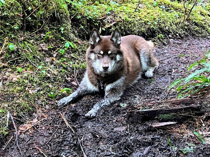 A happy, muddy dog