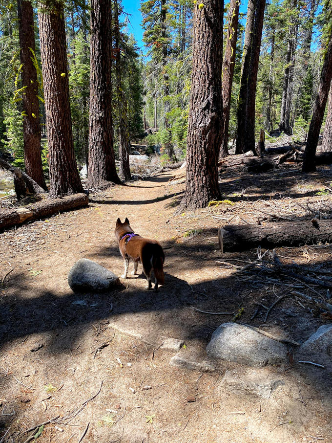 Echo leading the way