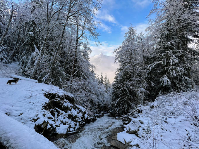 A view of McClellan Butte through the trees