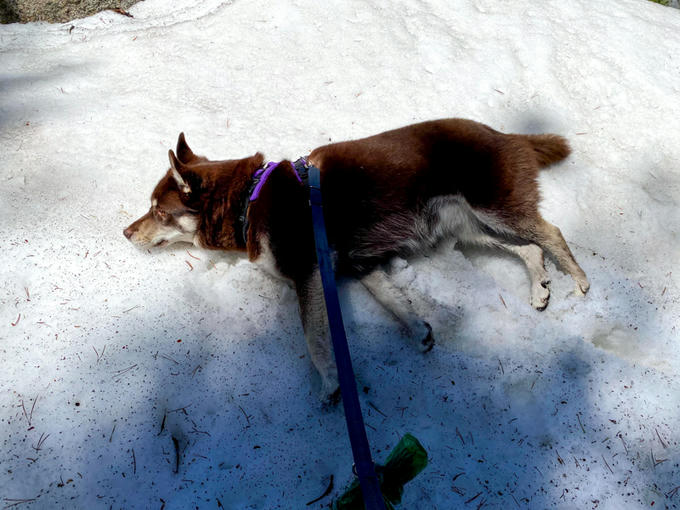 Echo lying in a snow bank