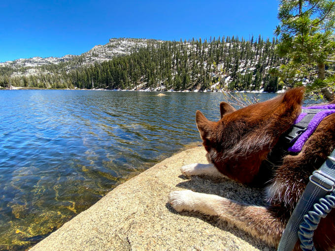 Echo resting at Bear Lake