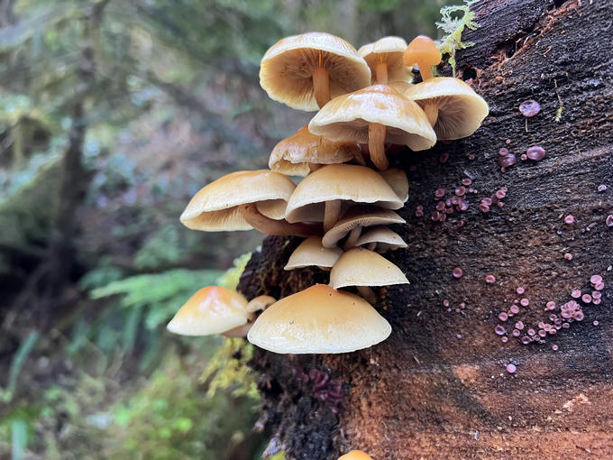 Mushrooms growing on a log