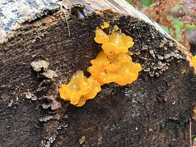 Witch's butter