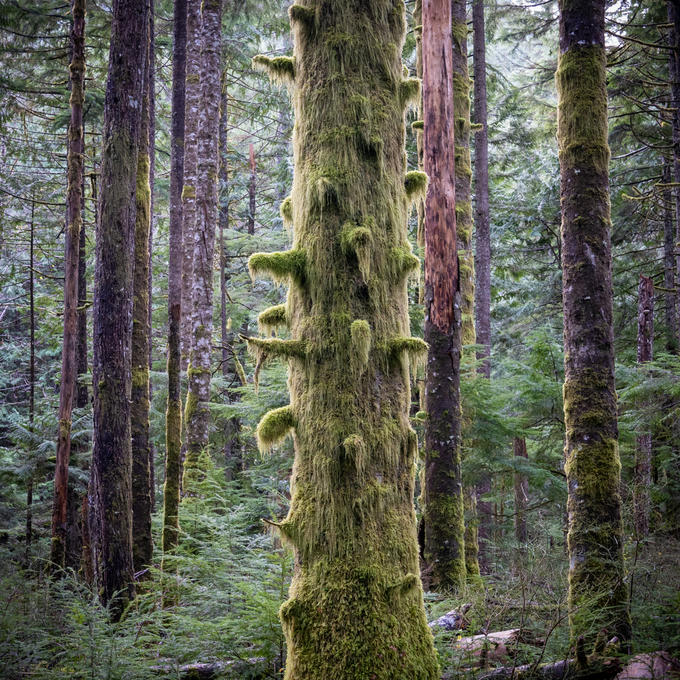 Old growth tree covered in moss