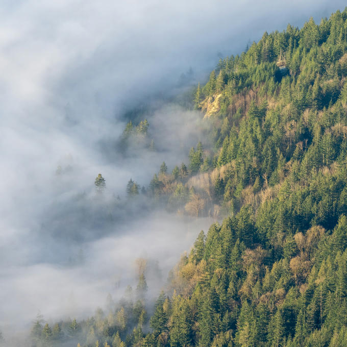 Fog moving through the trees