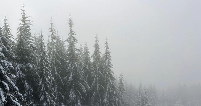 Trees obscured by low clouds